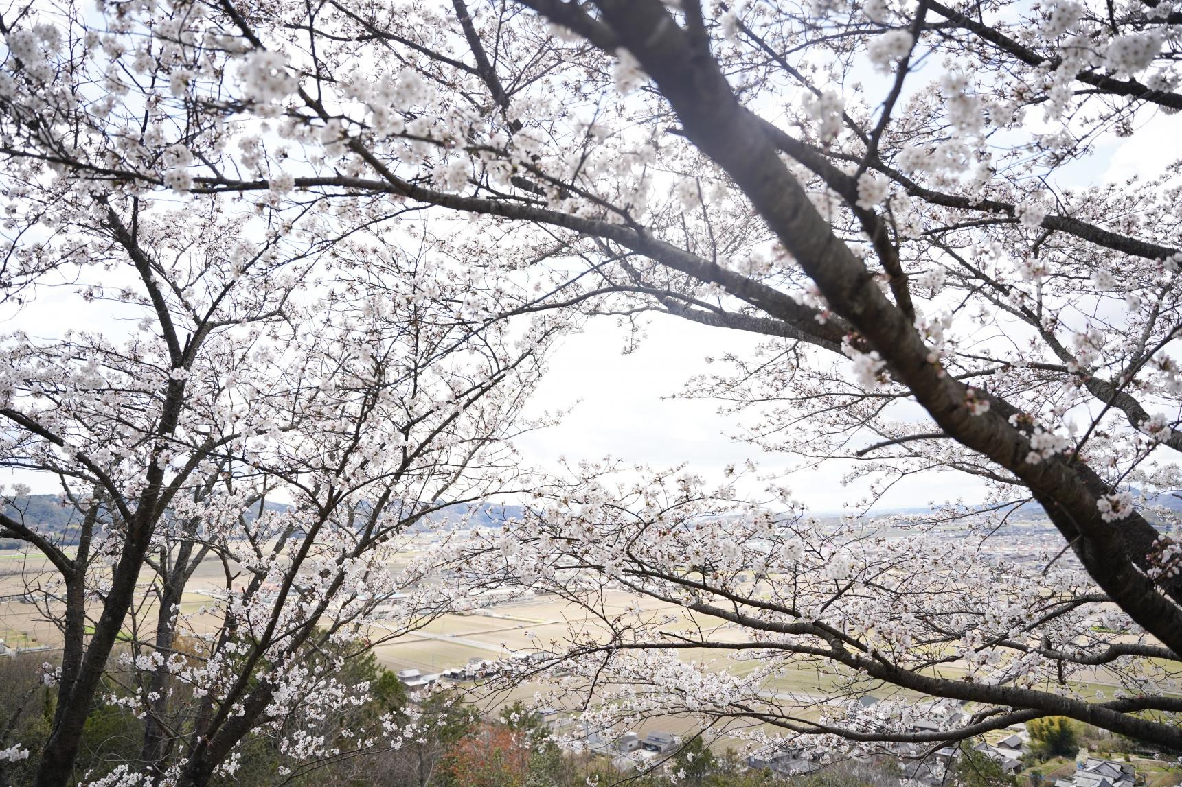 瀬戸内市の桜スポット巡り　ー第2弾ー