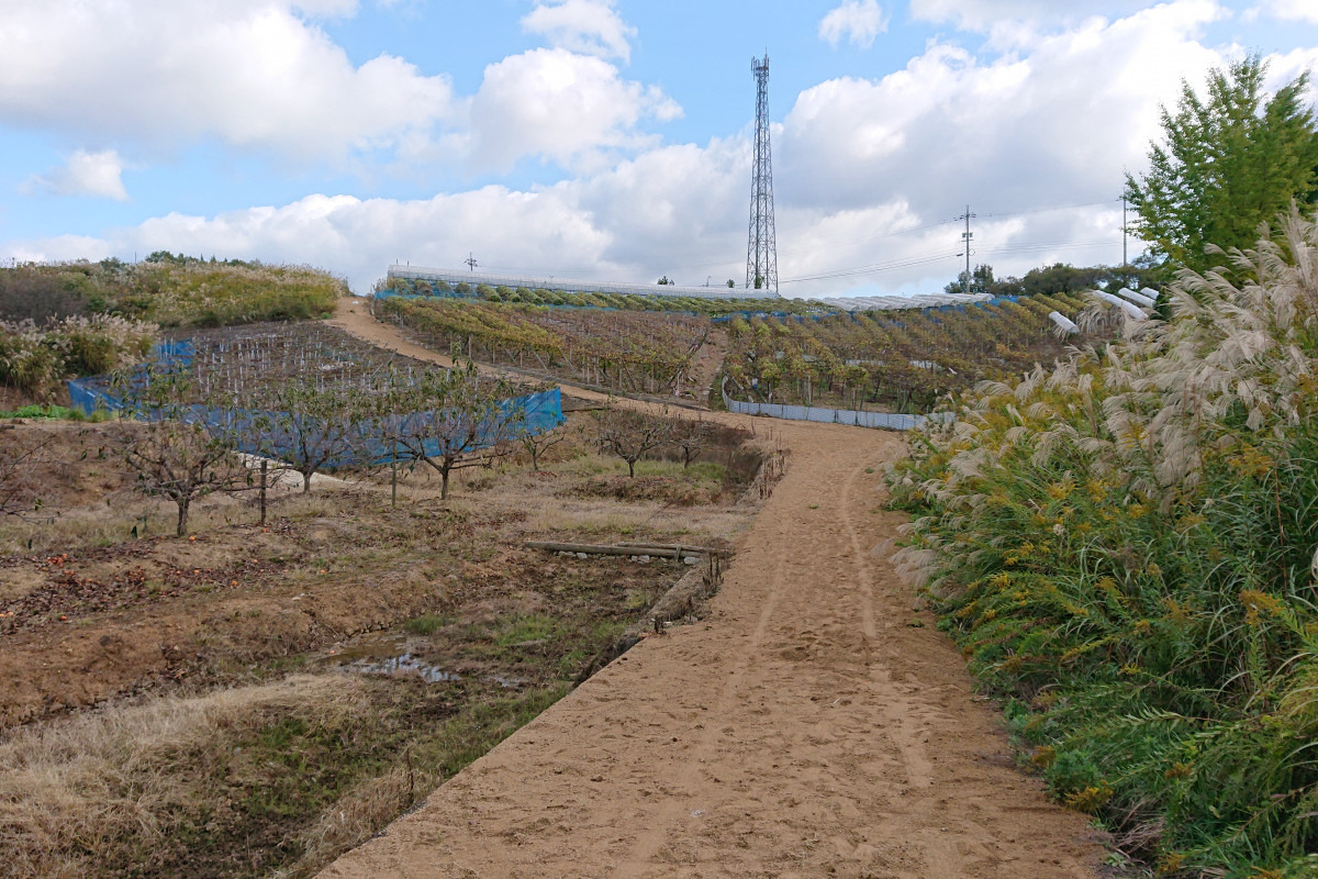 井原市青野地区（土撒き後）