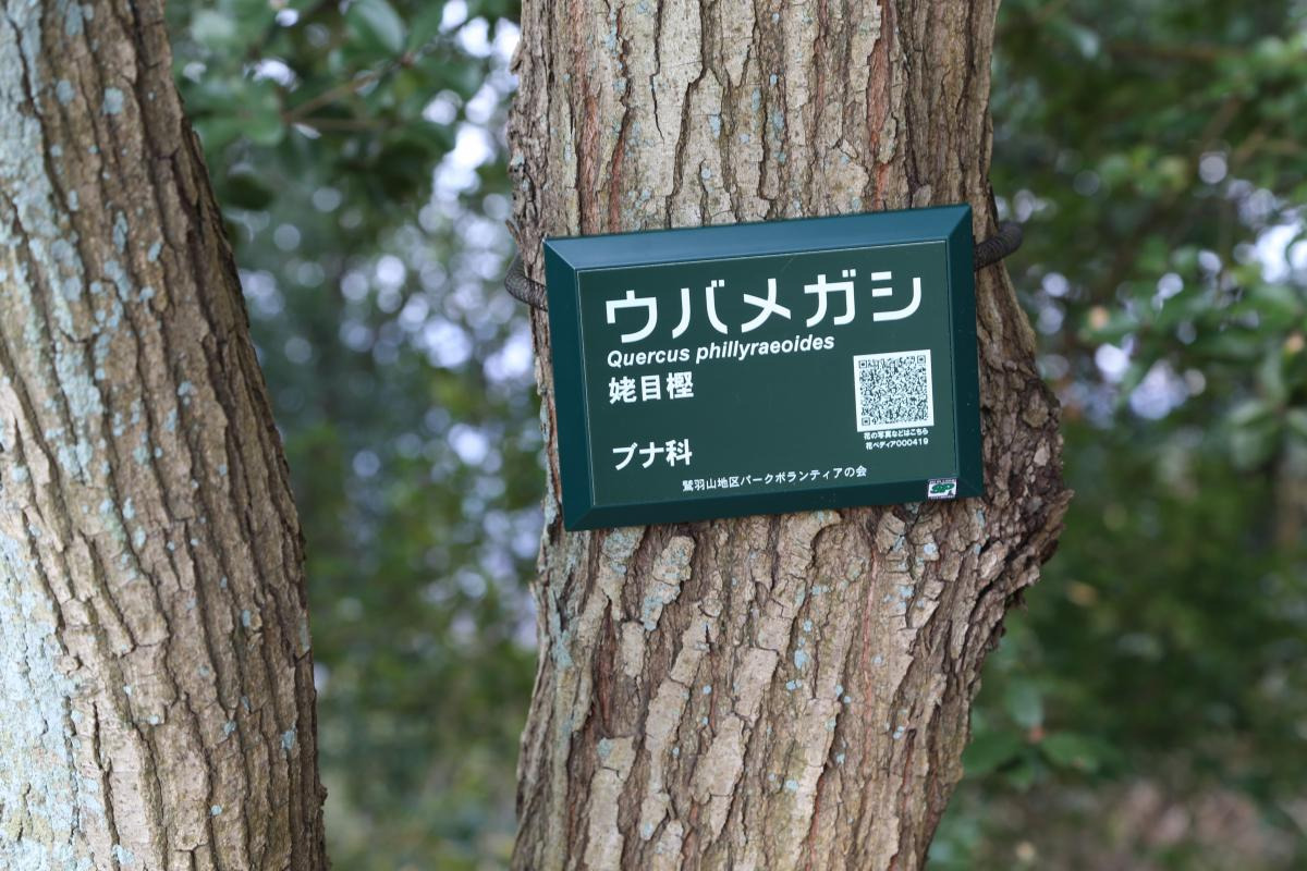 樹木名板