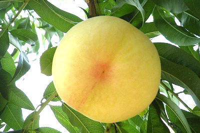 おかやま夢白桃