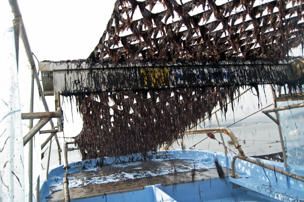 もぐり船で網の下へ