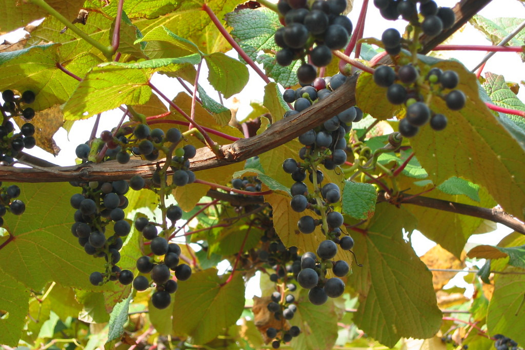 ヤマブドウ