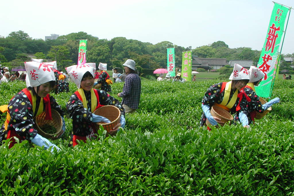 茶つみ祭/5月第3日曜日