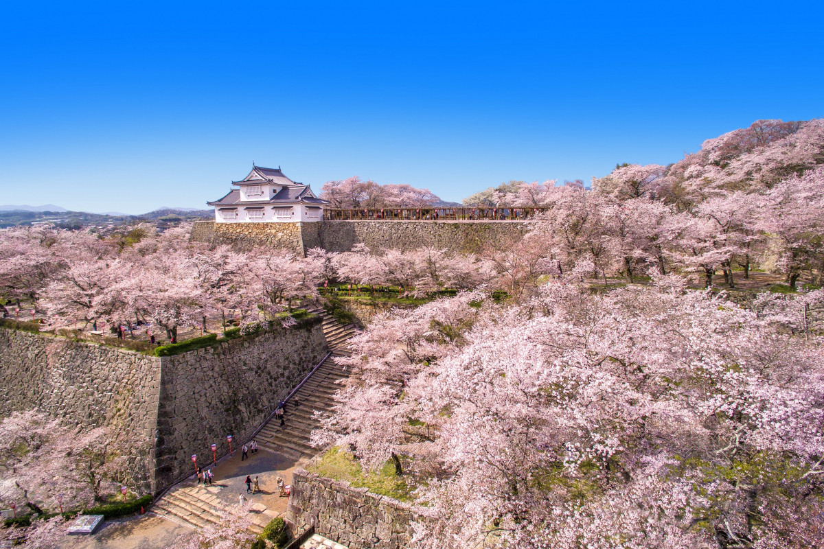 津山城（春）