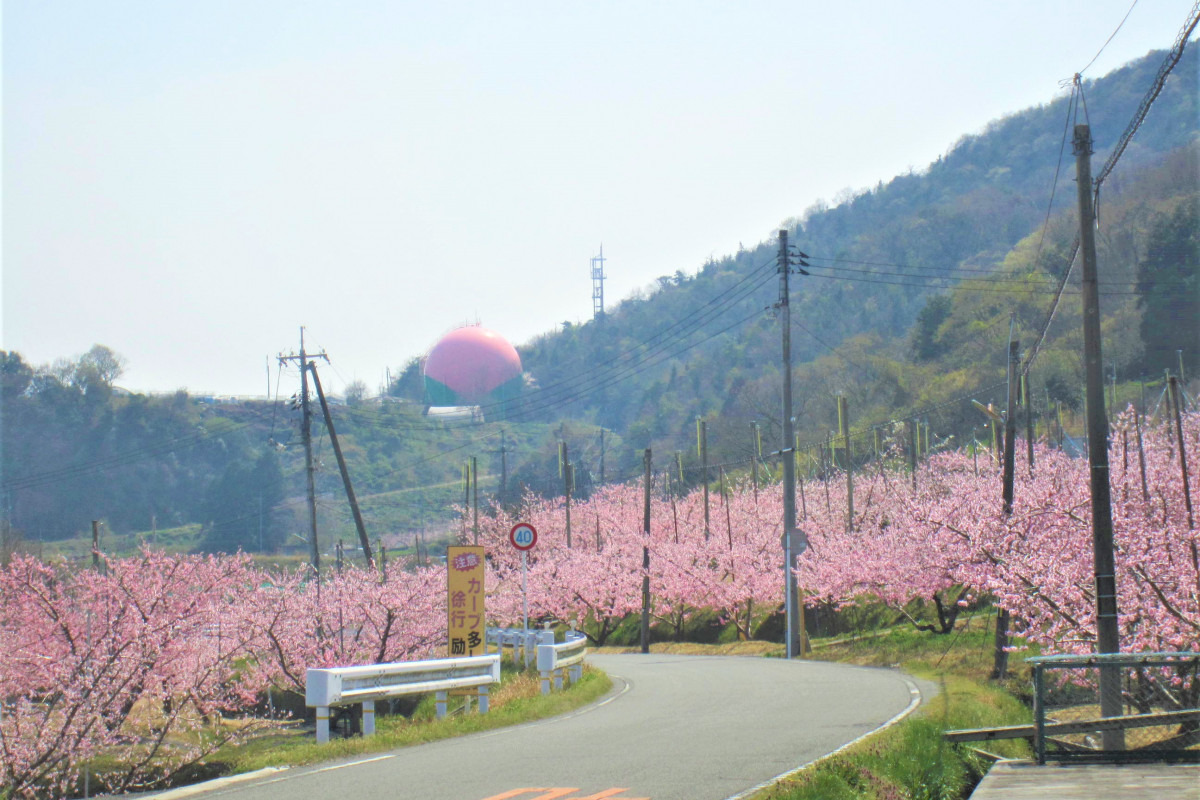 桃畑と桃のガスタンク