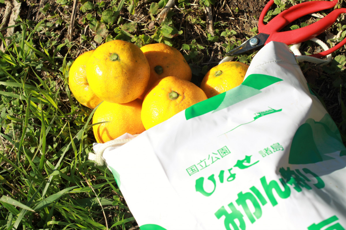 みかん狩り