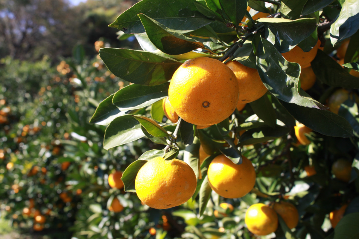 みかん狩り