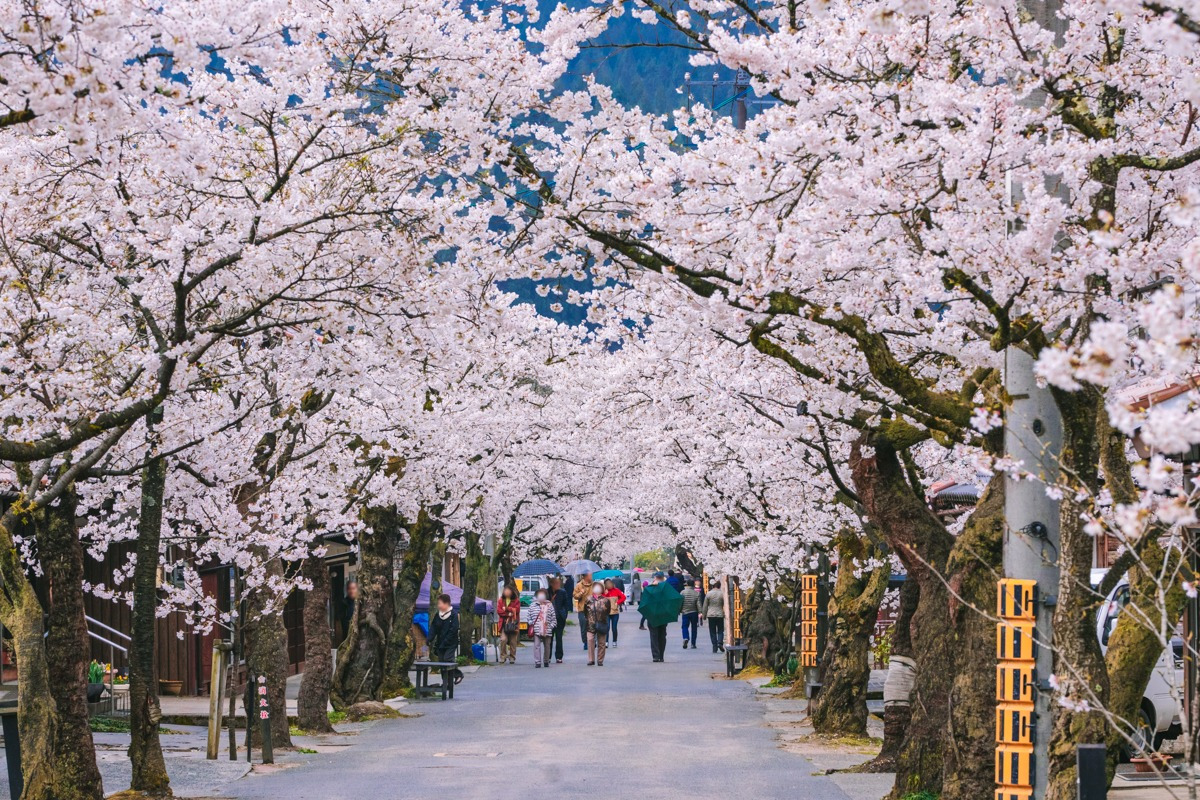 がいせん桜通り（新庄村）