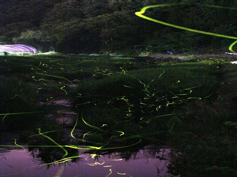 宇内ホタル公園（矢掛町）