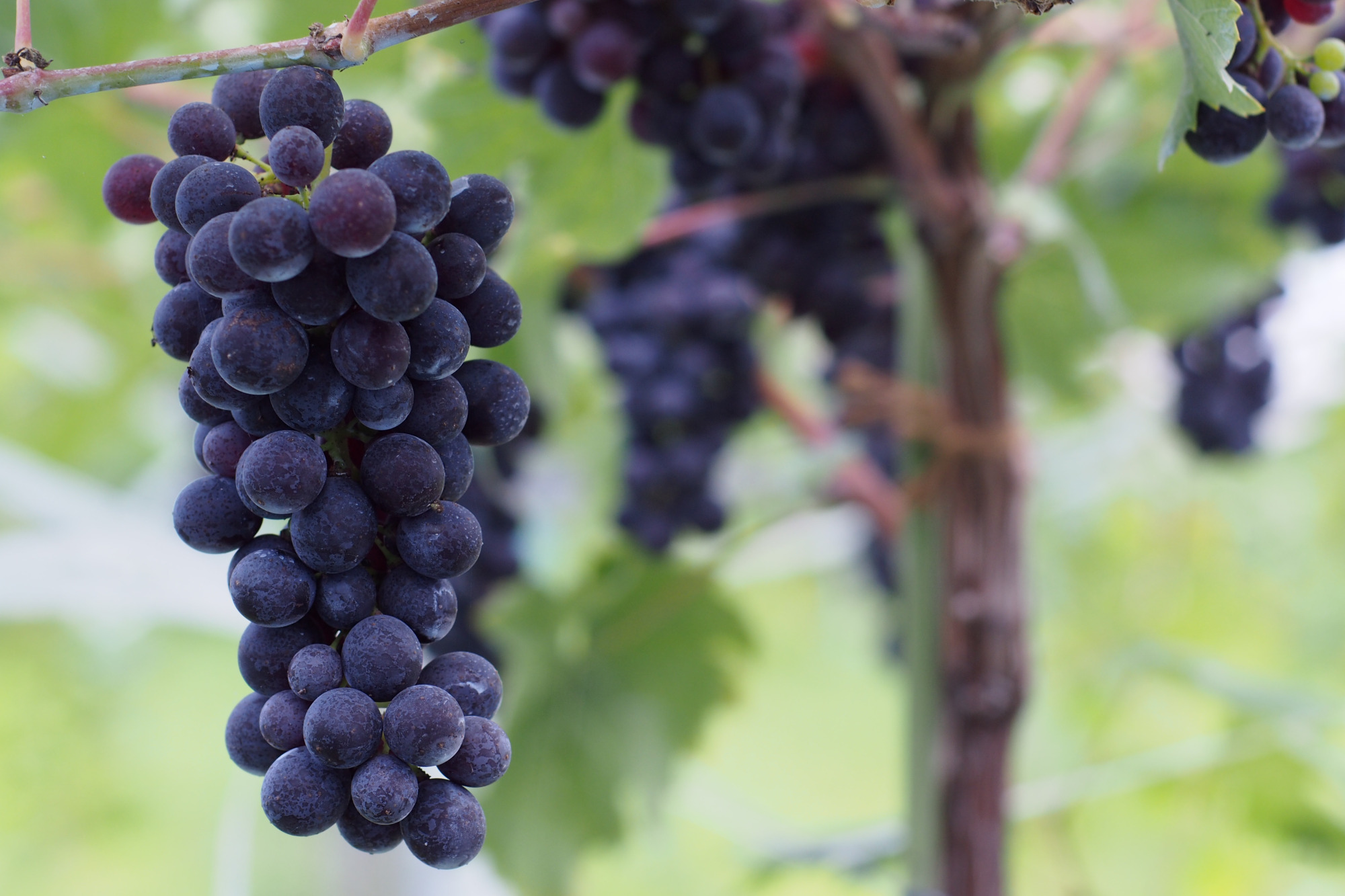 新見エリアで栽培されている、イタリアのブドウ品種・ネッビオーロ ※写真提供:岡山ワインバレー