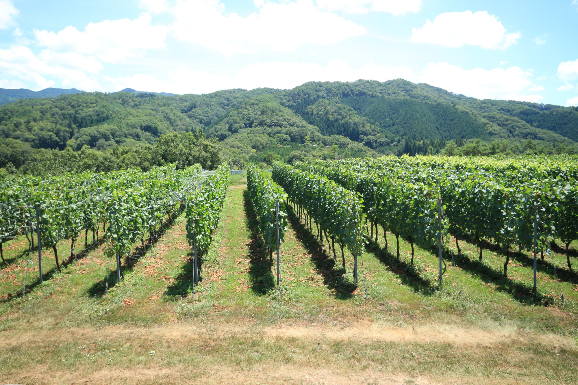 中でも、西部や蒜山エリアなどは、多彩なブドウ栽培に適した環境です。※写真提供:岡山ワインバレー
