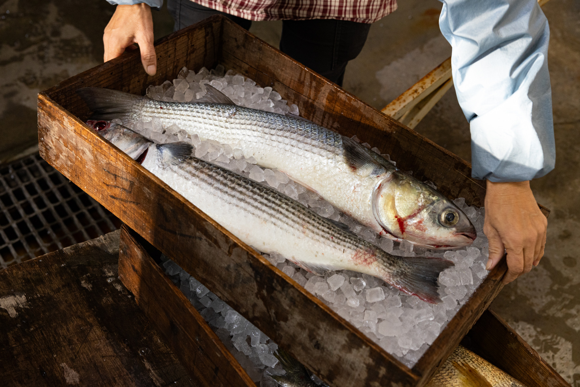 この日獲れたばかりのボラ