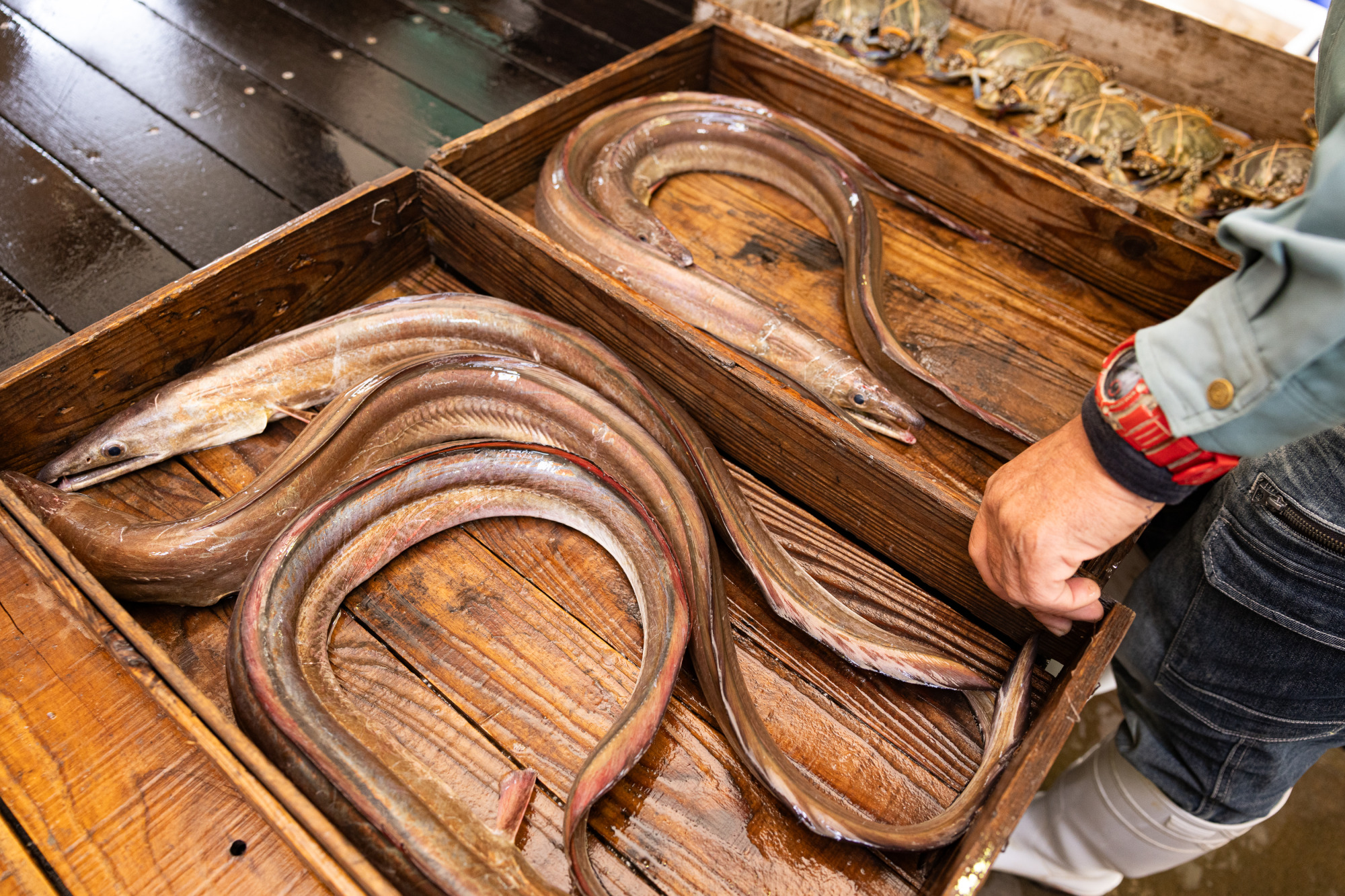 高級魚として県外で取引されるハモも、岡山では手に取りやすい価格に