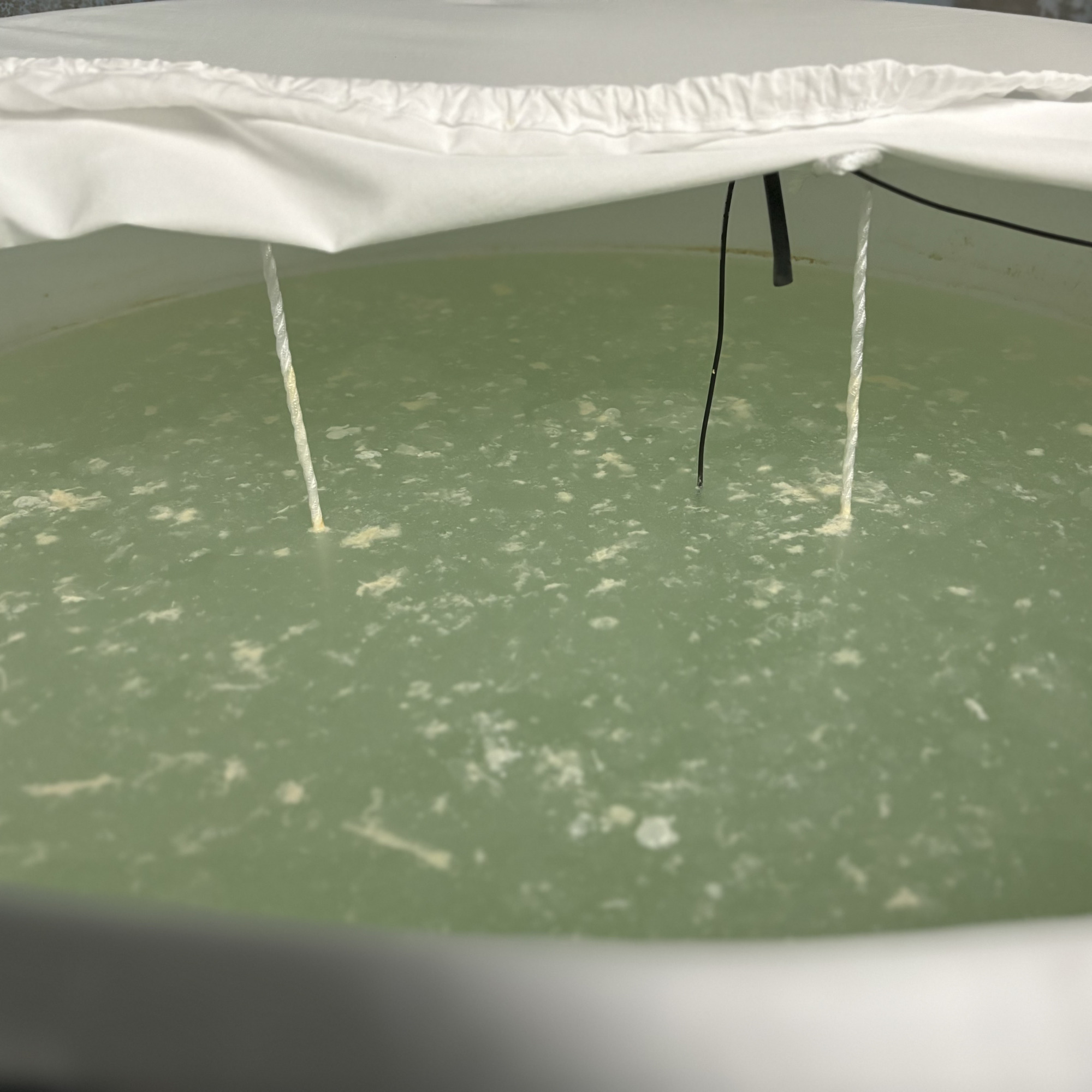 菩提酛/そやし水の仕込みの様子。