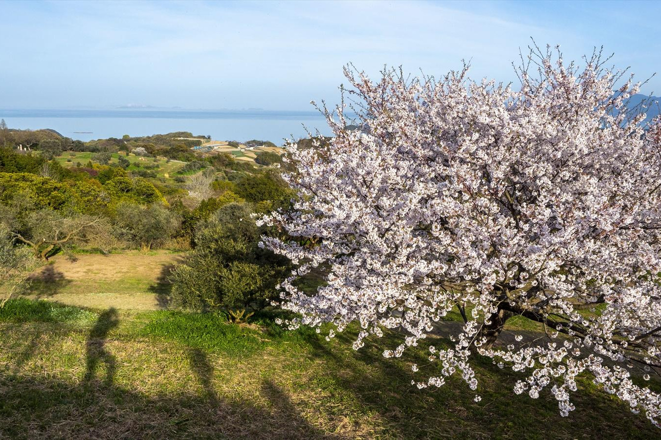 瀬戸内海を望む桜