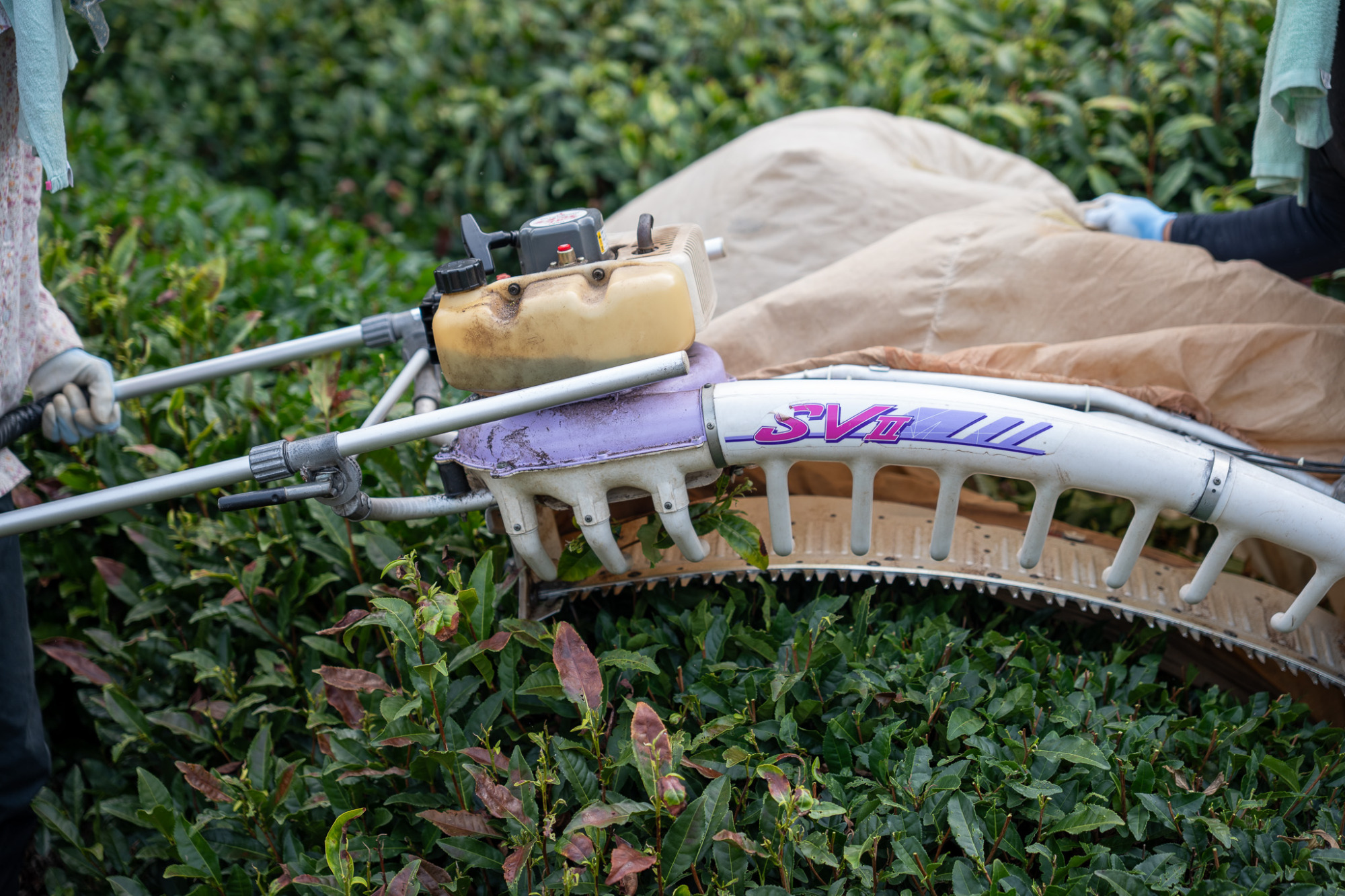 ①夏まで大きく育ったお茶の葉を枝ごと刈り取ります。