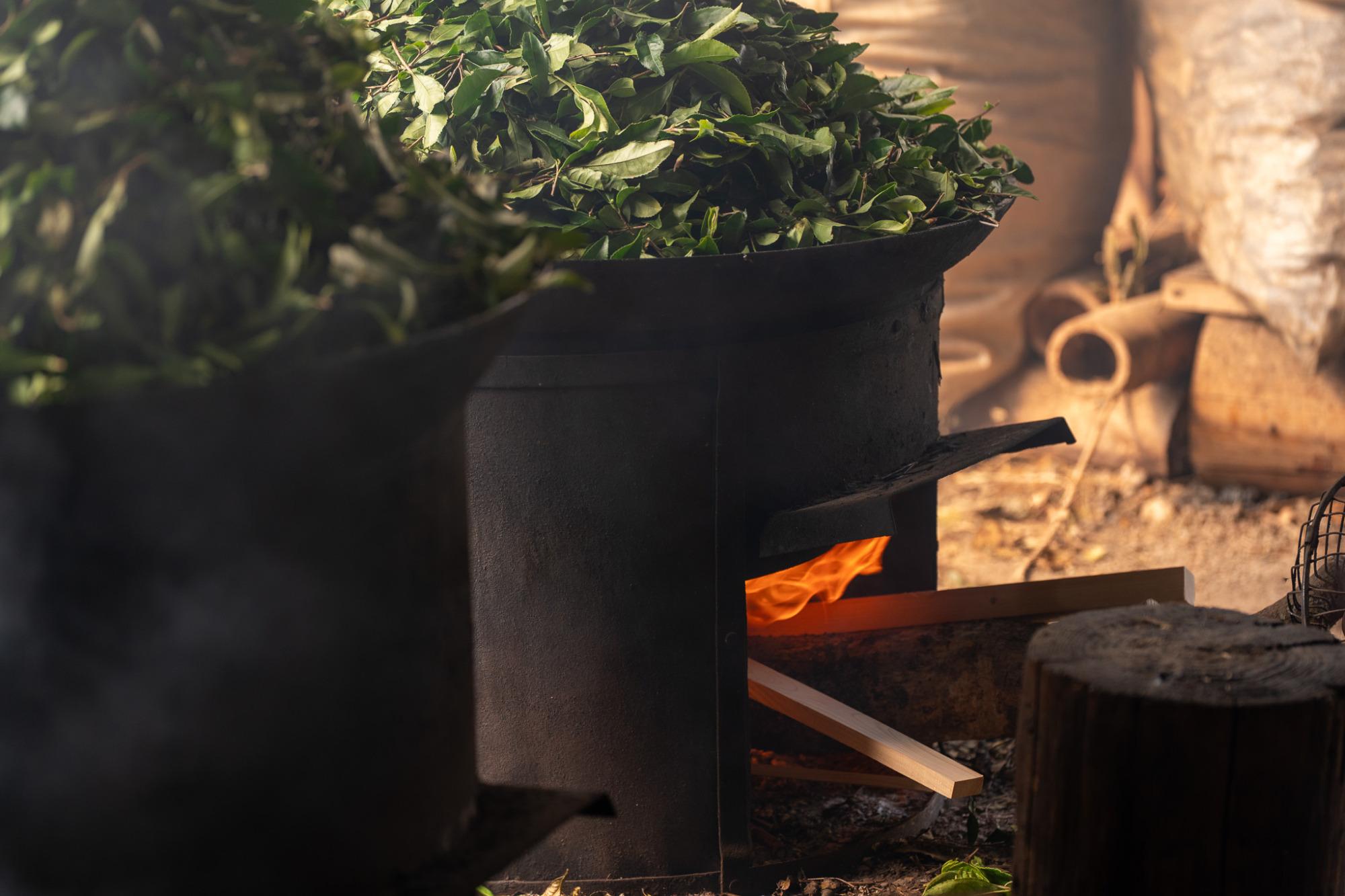 ②刈り取った茶葉を大きな鉄釜に入れ、麻布や木の蓋をかぶせて火力を調整しながら、約1時間煮ます。