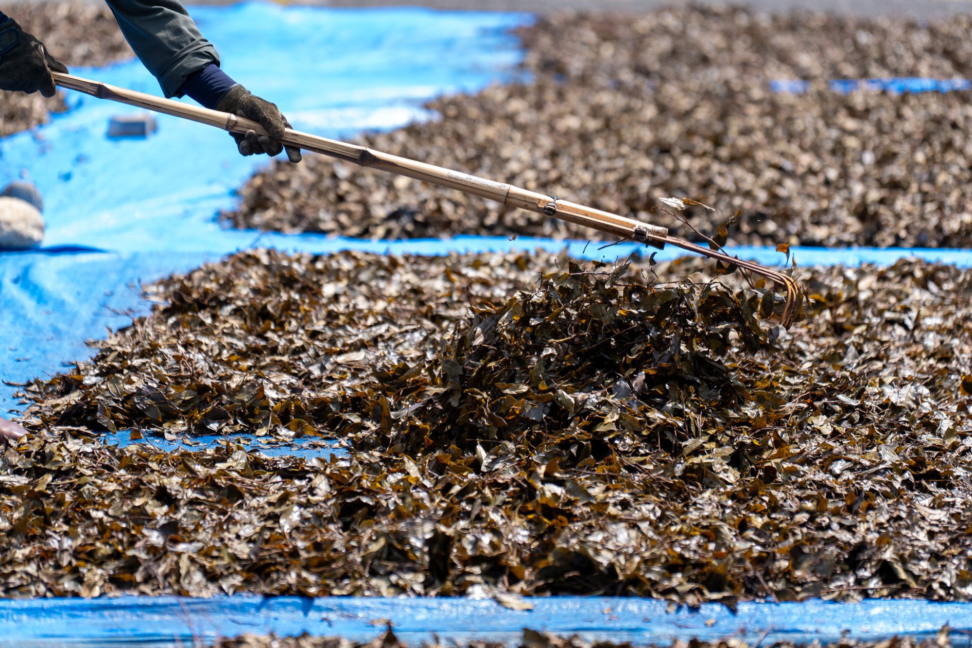 ③茶葉を釜で煮た後、天日干しをします。