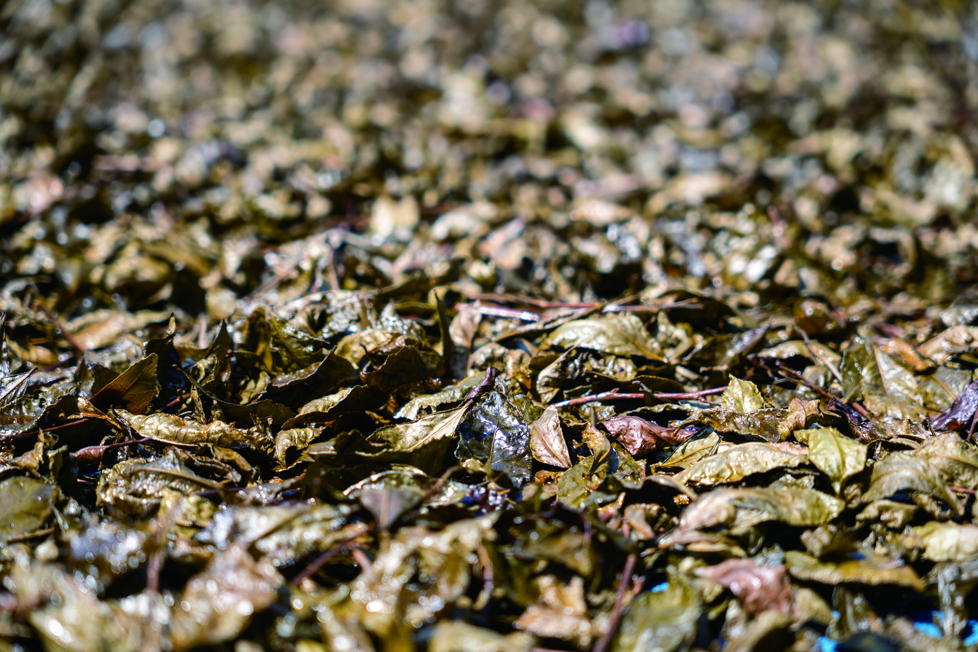 ⑤最後の天日干し。太い枝がポキっと折れるまで乾燥させます。