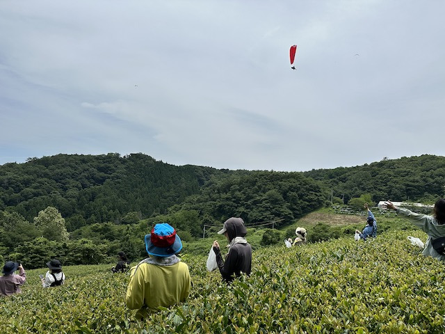 「茶摘みツアー」の様子