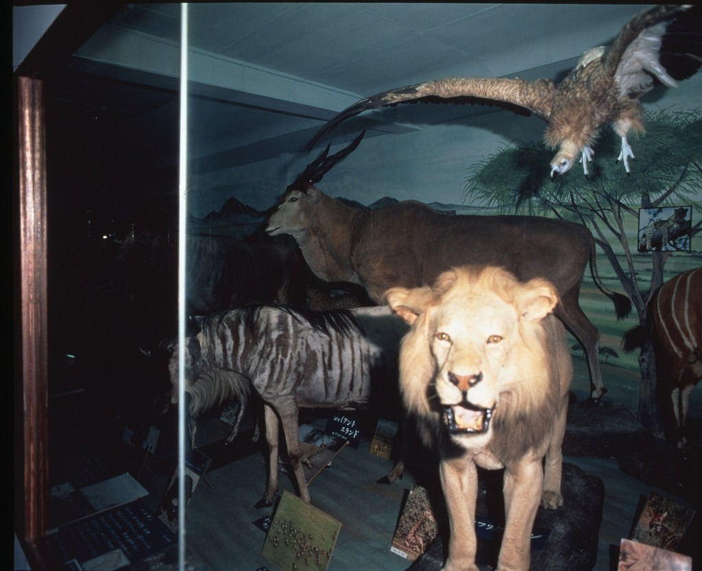 つやま自然のふしぎ館