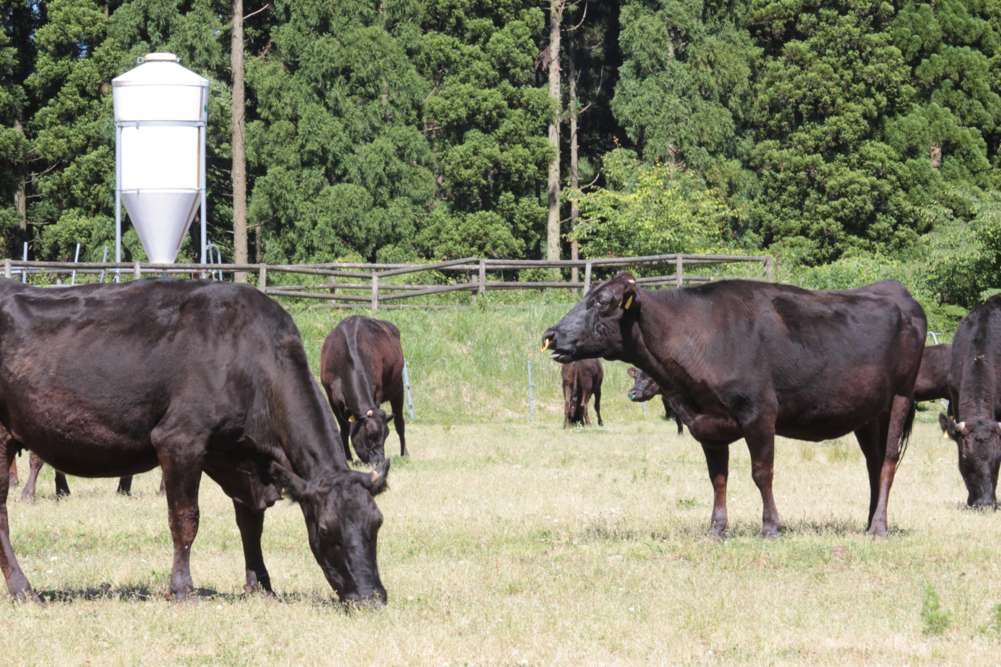 千屋牛（飼育の様子）