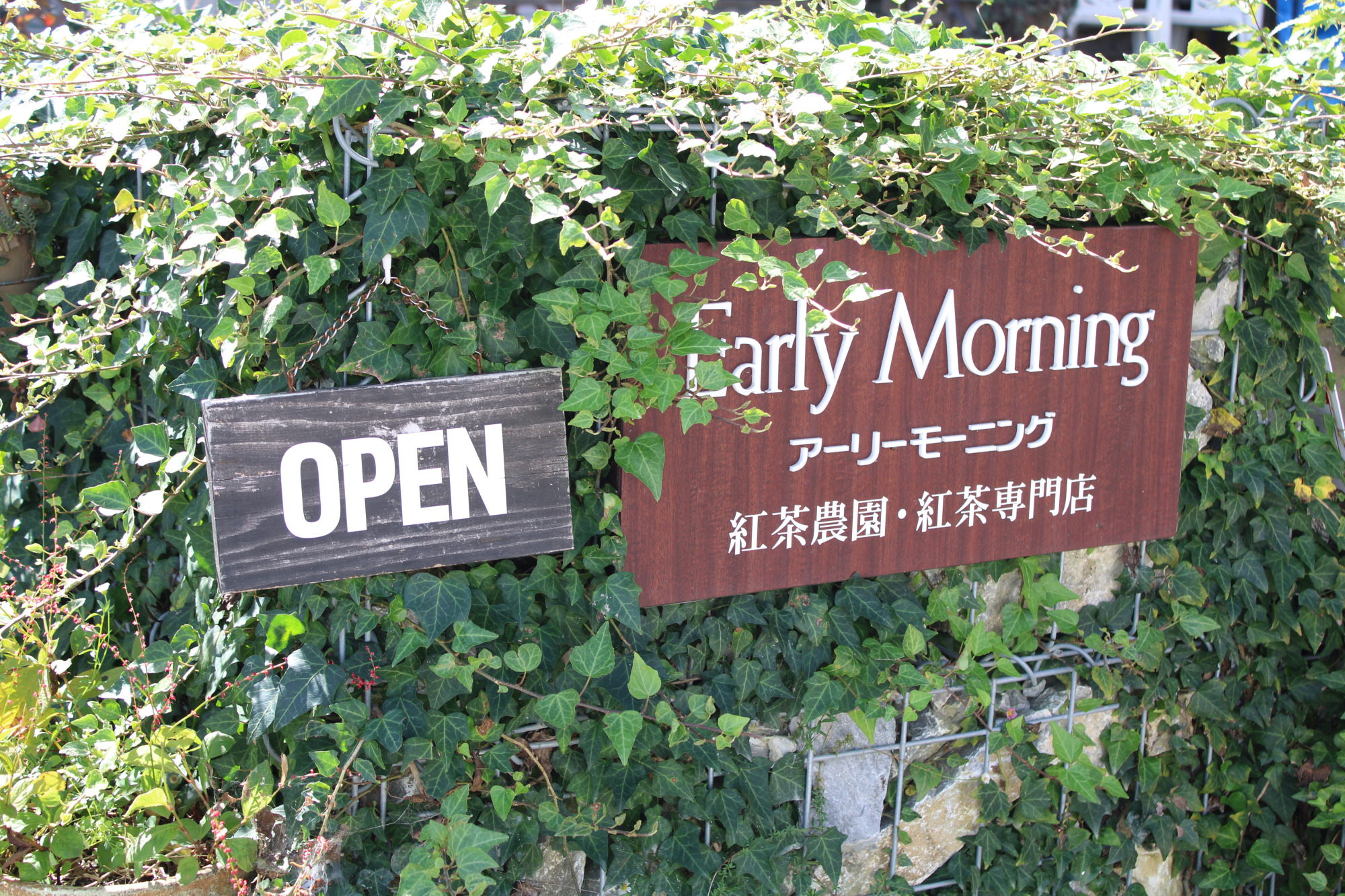 アーリーモーニング