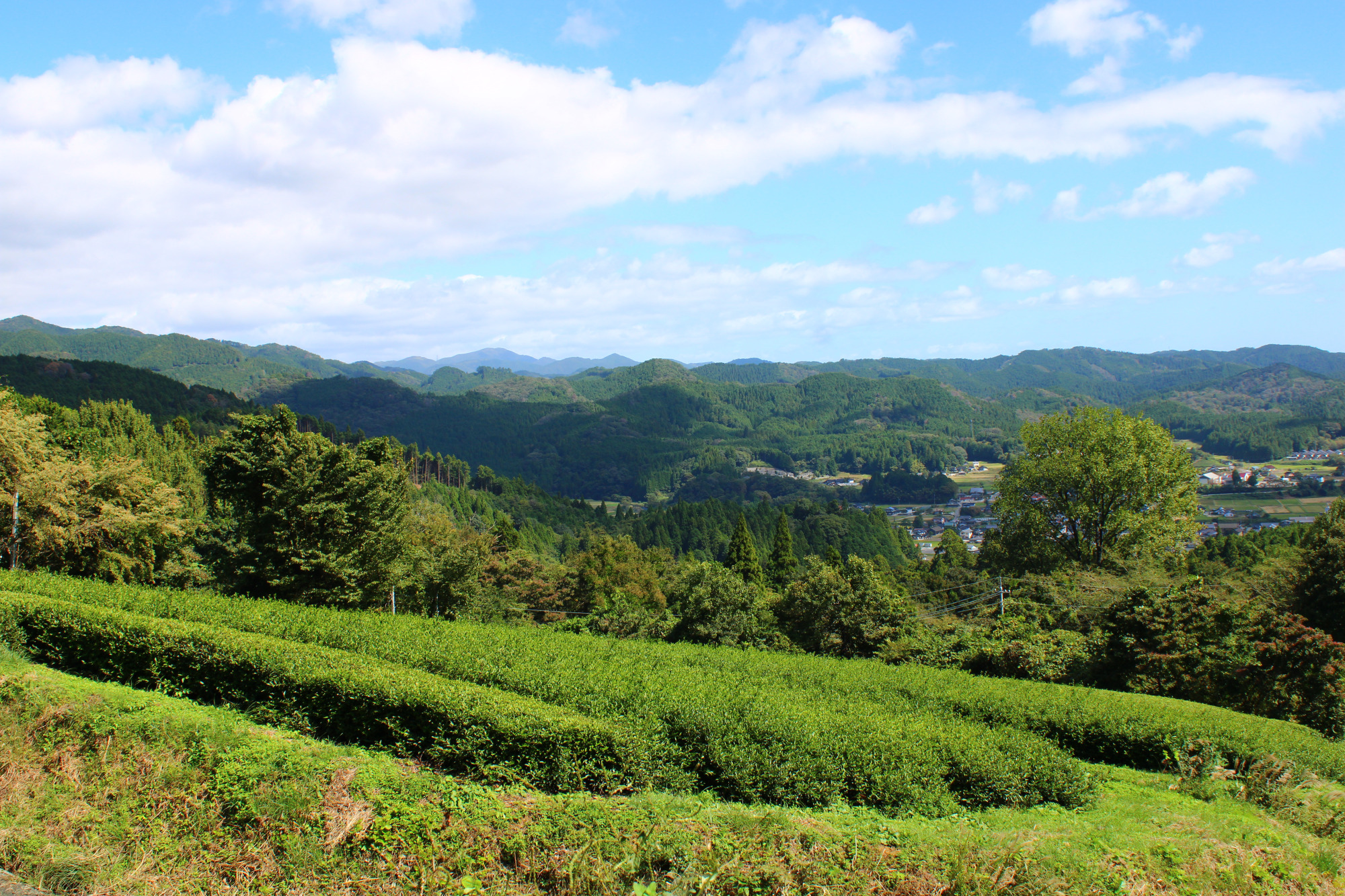 アーリーモーニング