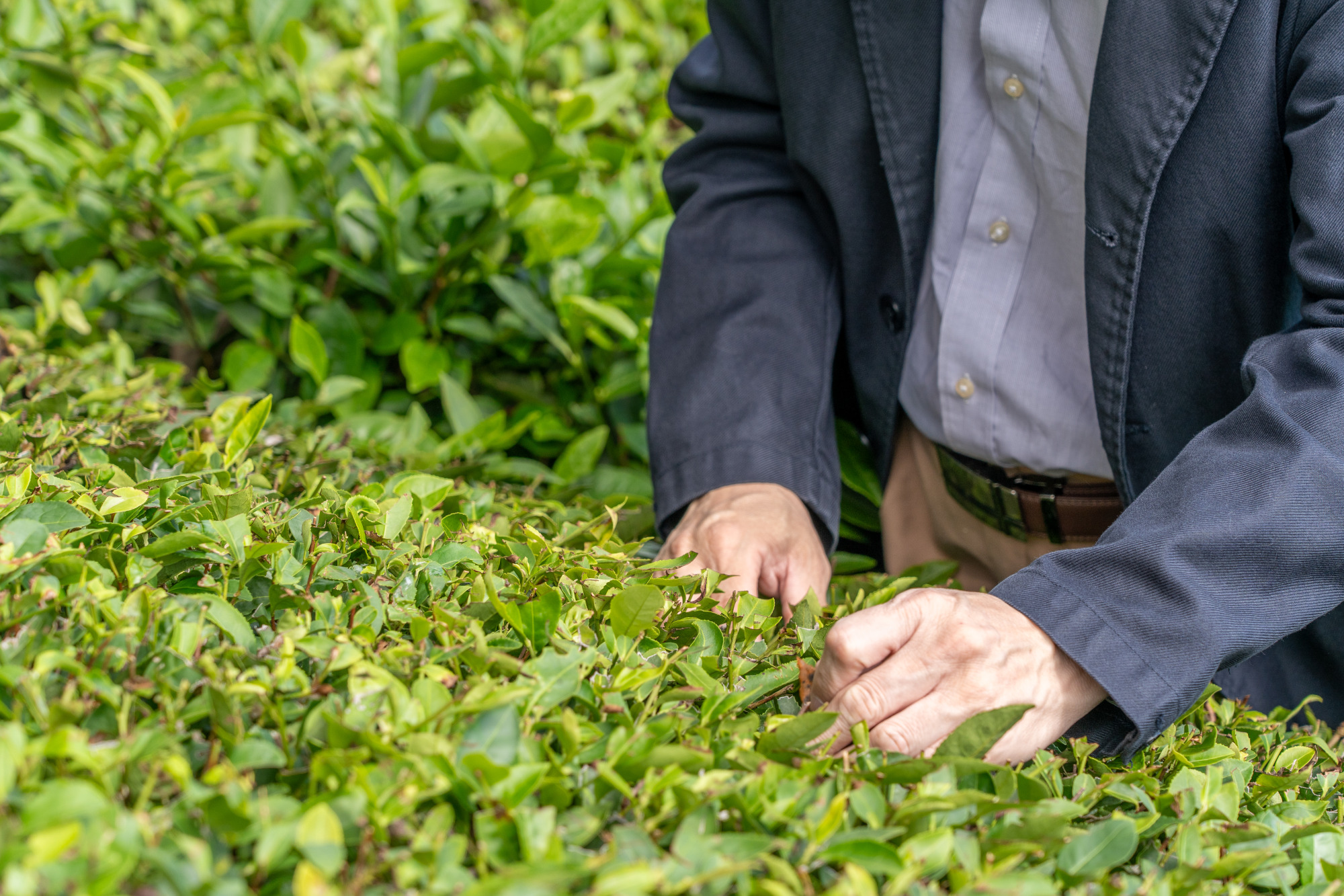 アーリーモーニング