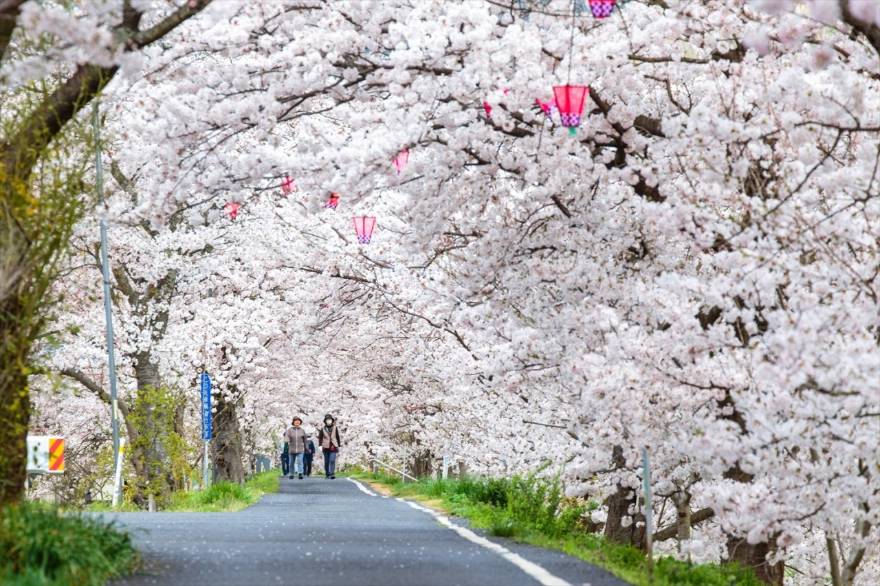 井原桜まつり(井原市・4月)
