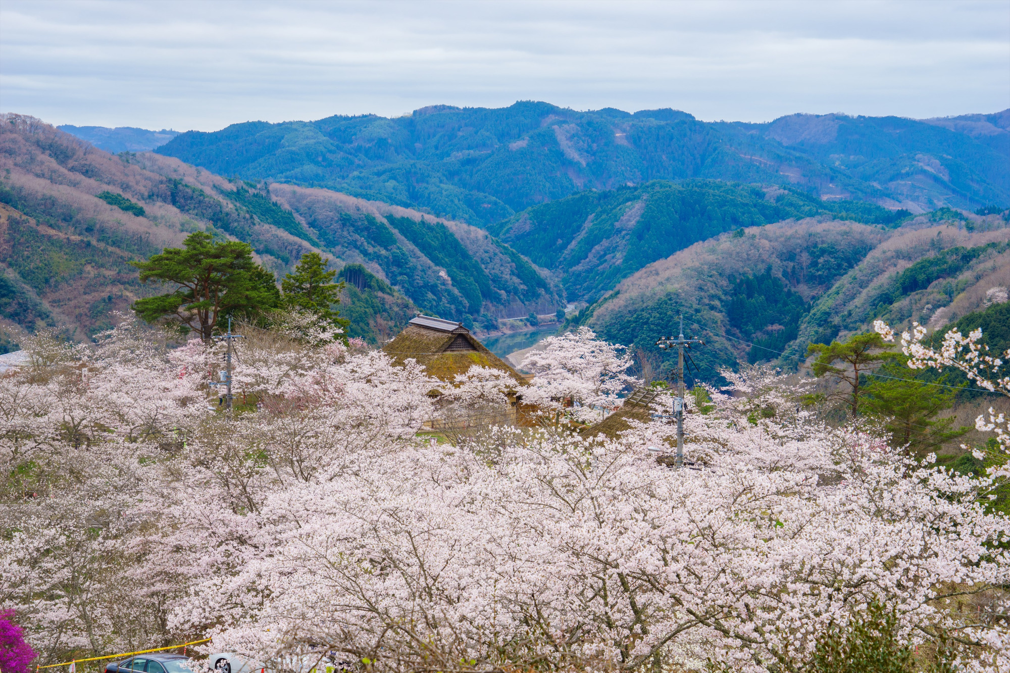 三休公園さくらまつり（美咲町・3月）