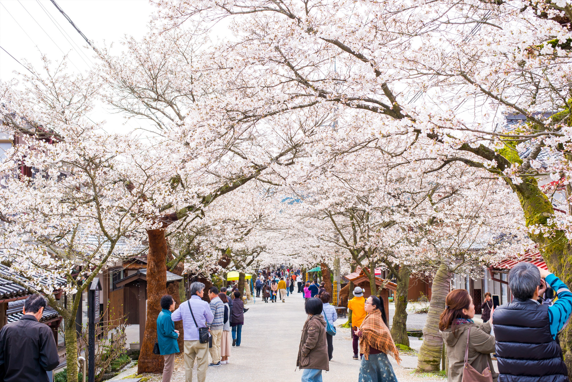 がいせん桜まつり（新庄村・4月）