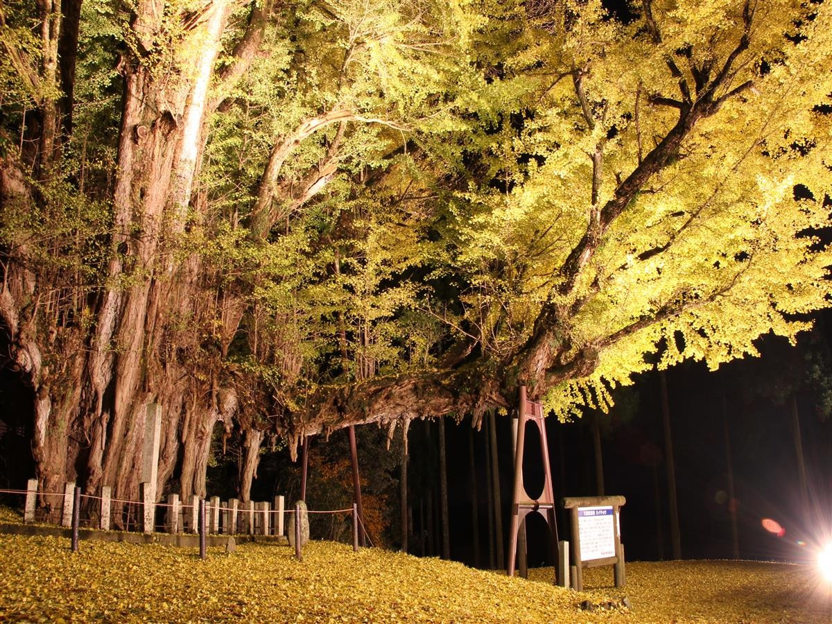 菩提寺大イチョウライトアップ（奈義町・11月）