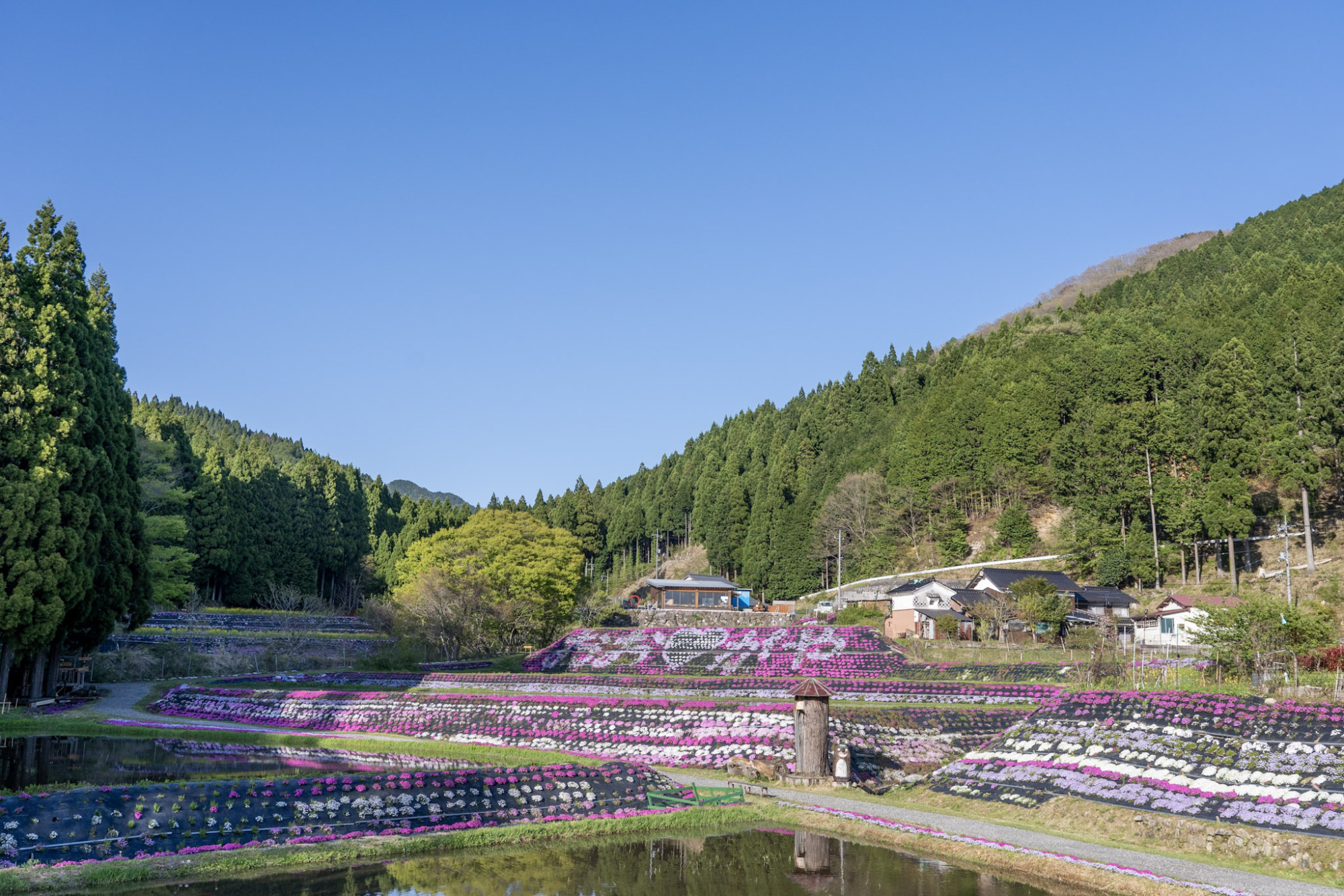 おおがや芝桜公園「芝桜まつり」（西粟倉村・4月）