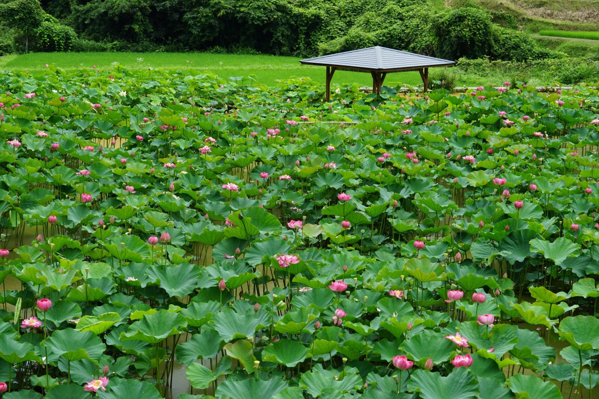 はすの花まつり（久米南町・7月）
