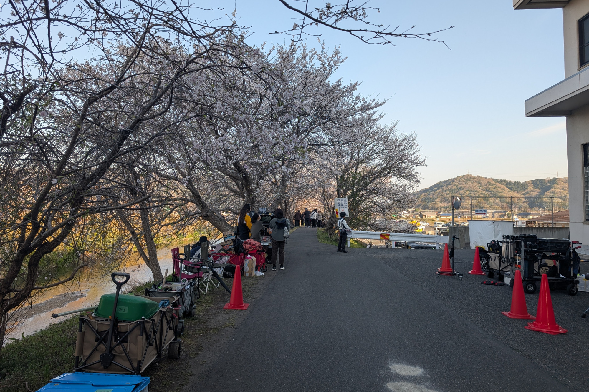 砂川桜並木