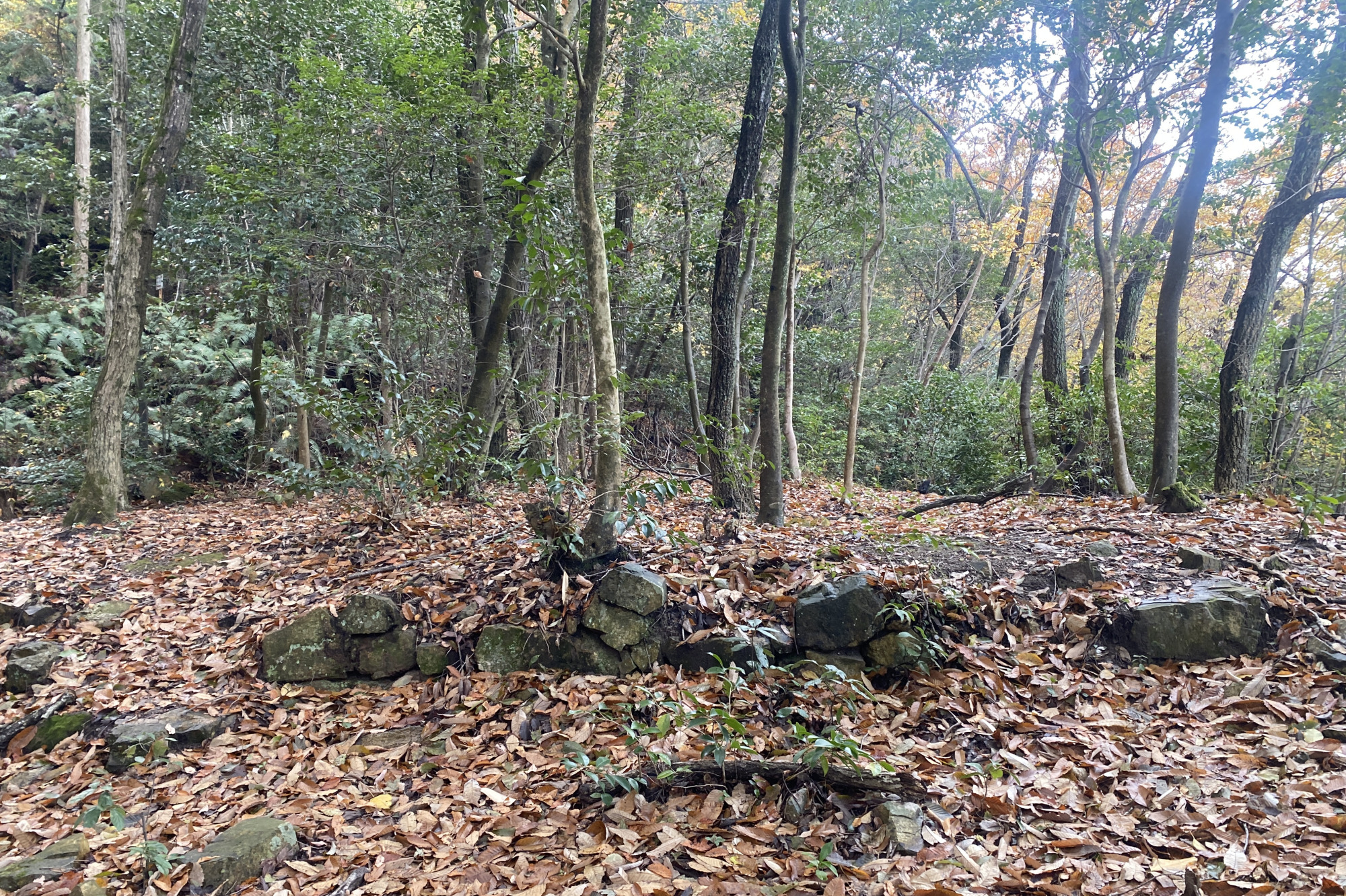 息を切らして登ると、「寺丸」「太夫丸」と呼ばれる平場が順番にあらわれます。太夫丸には、戦国時代の石積みが残っています。太夫丸まで来たら、本丸まであともう少し!
