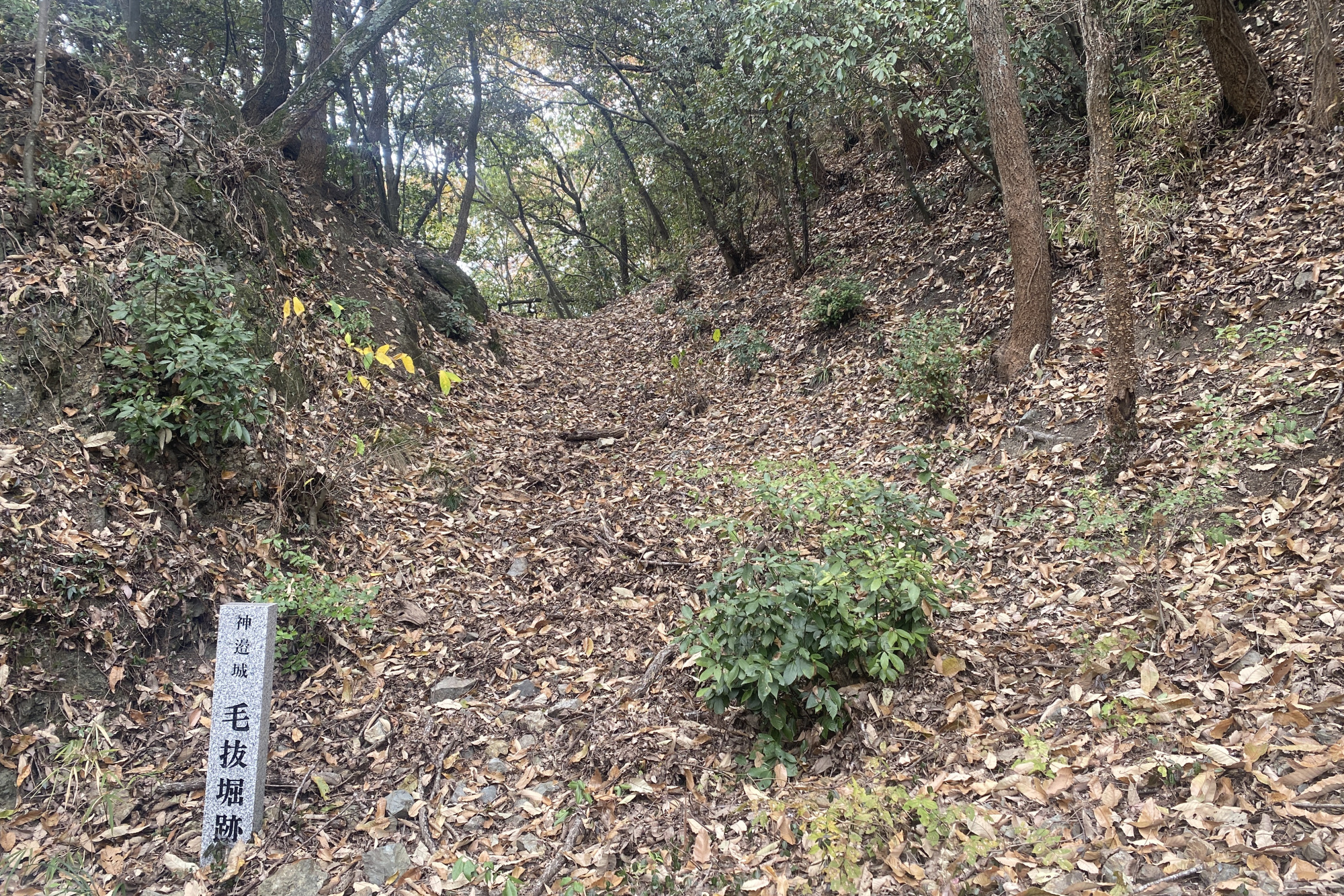 本丸東側の尾根を断ち切る堀切。ダイナミックな遺構が楽しめます。