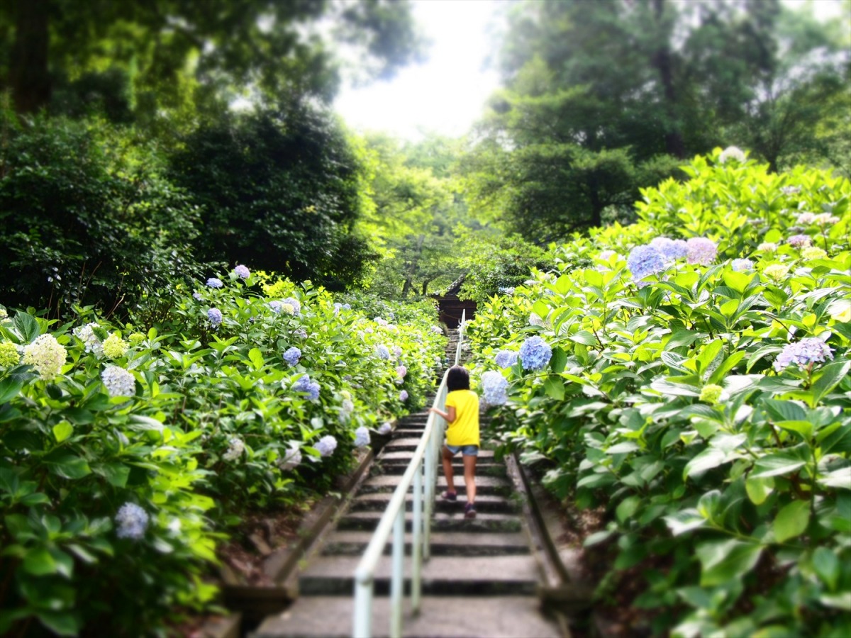 雨でも楽しみたい！梅雨を鮮やかに彩る岡山のあじさいスポット9選