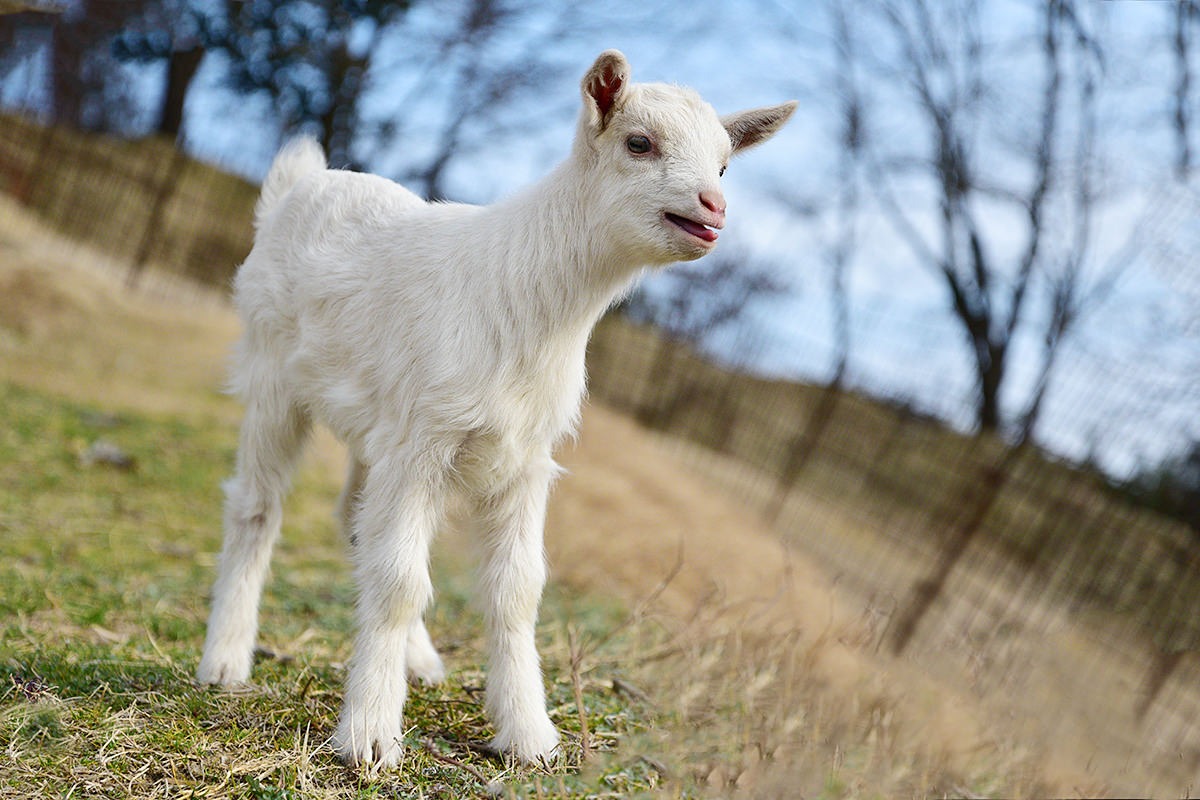 【2025年】可愛い動物と触れ合うならココ♪動物たちに癒されるスポット6選