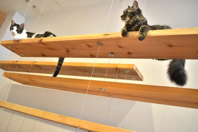 室内で猫のようにの～んびり過ごそう。猫とふれあえるスポット5選
