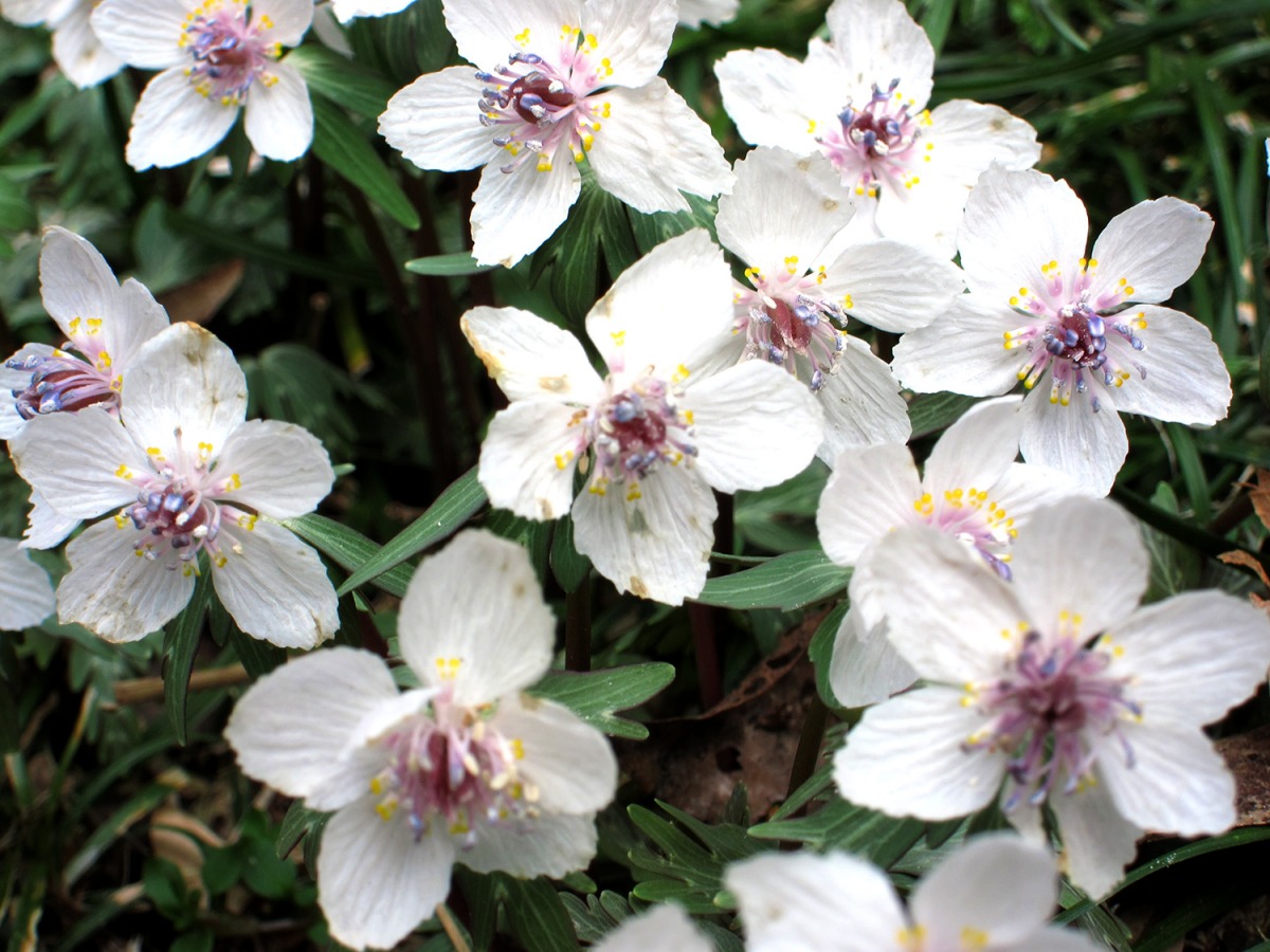 サクラまで待てない！ 早春の花々が楽しめる岡山県内のスポット6選