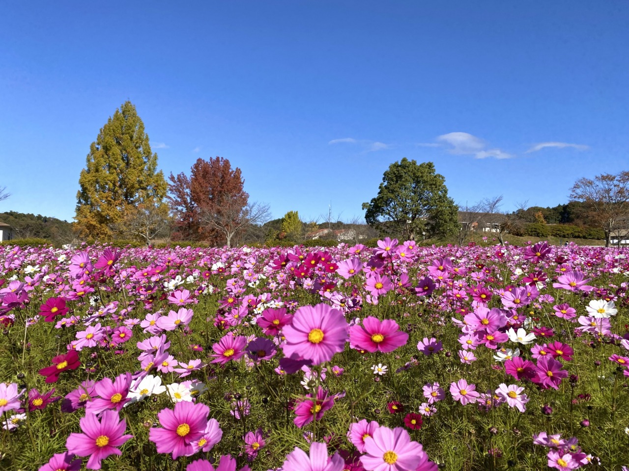 岡山のコスモス畑へ出かけよう！ 秋を彩る花畑7選