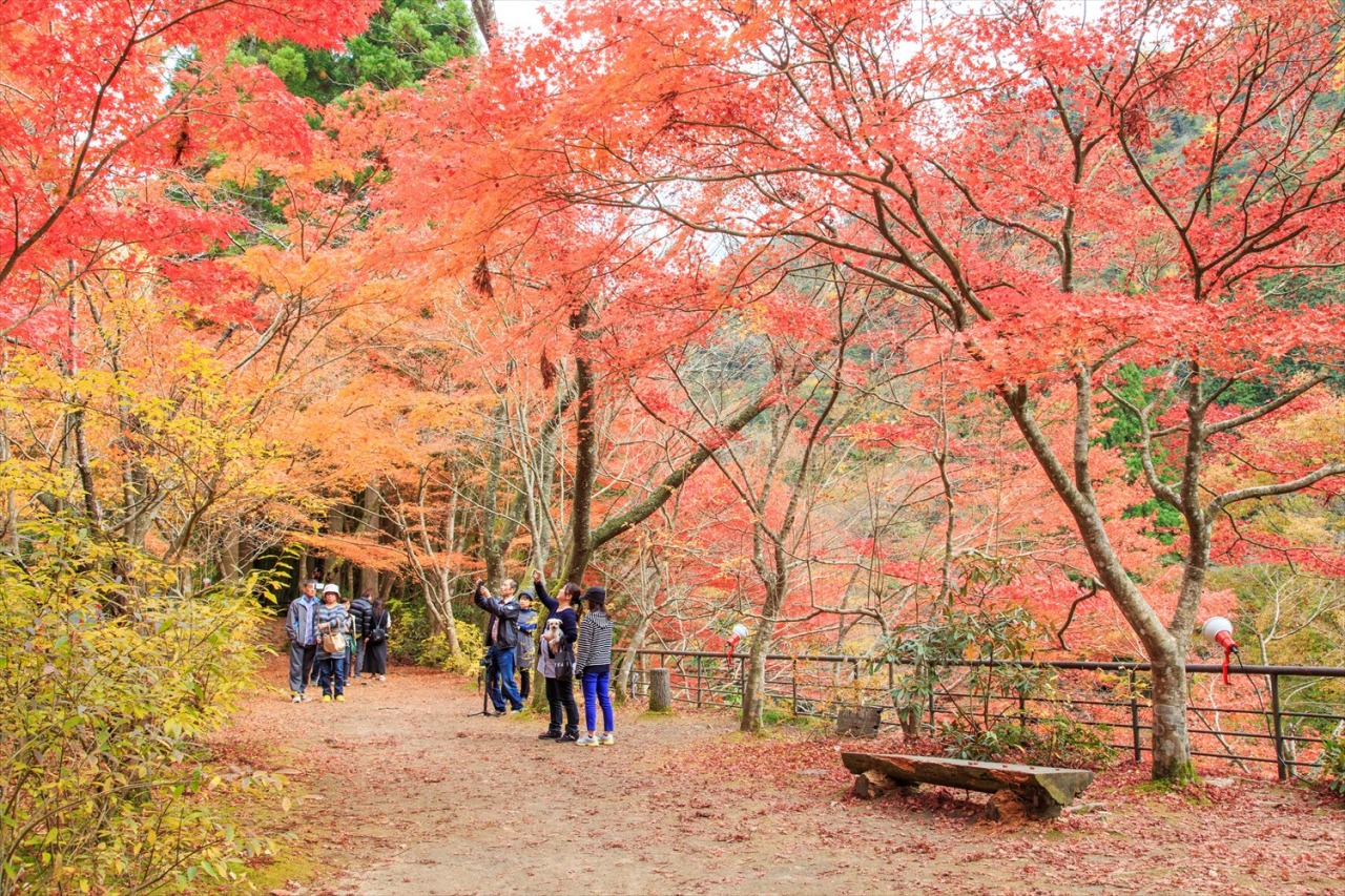 思わずレンズを向けたくなる! 岡山の絶景紅葉スポット9選