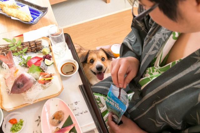 愛犬と一緒に旅しよう！ ペット歓迎・設備充実の岡山の温泉宿4選