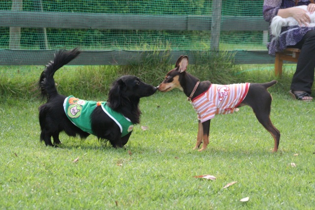 愛犬も飼い主も楽しめる！ 岡山の観光スポット併設のドッグラン7選