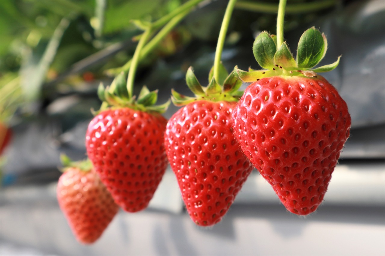 絶品いちごを食べ比べ！くだもの王国おかやまのいちご狩りスポット5選（県北編）