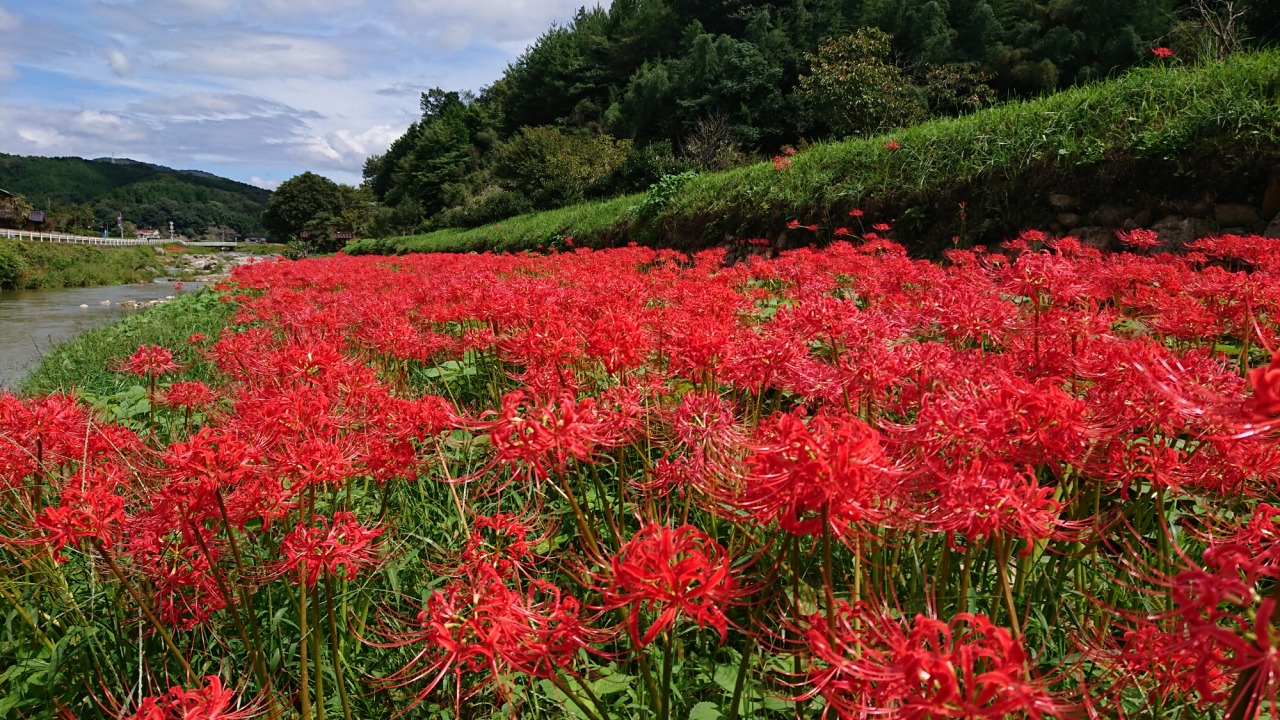 秋限定の真っ赤な絨毯！岡山の彼岸花スポット4選