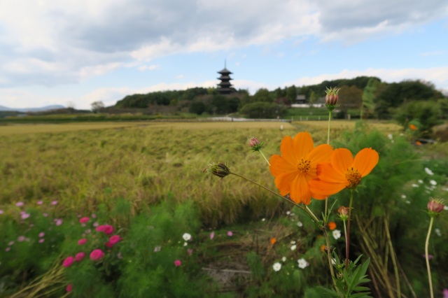 古代ロマンは吉備路にあり！自転車で巡る史跡と秋風景！！