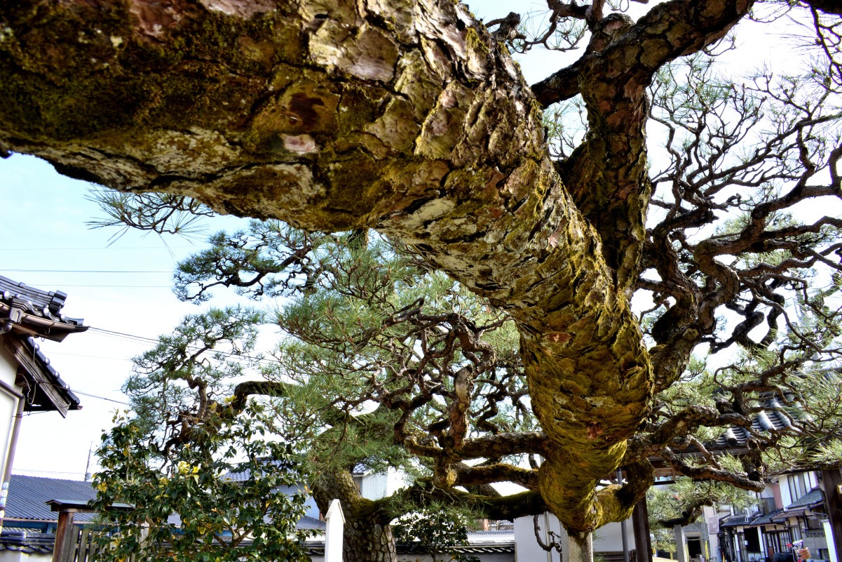 縁起の良いスタートに！福をもたらす「松」めぐりおススメ9選